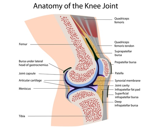 Knee-joint