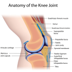 hamstring-tendinitis