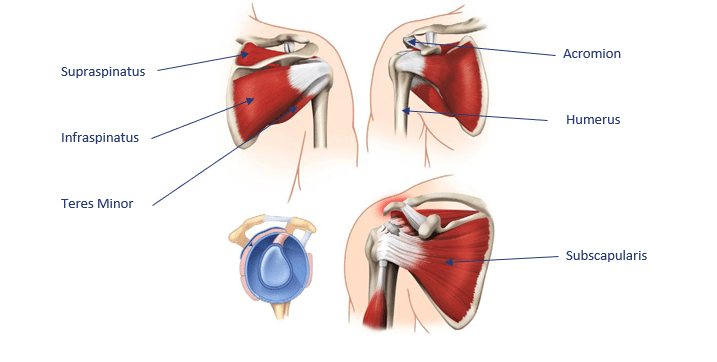 rotator-cuff