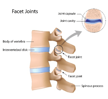 facet joints