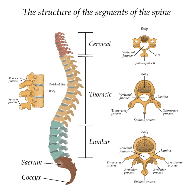 spine structure