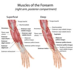 forearm extensors muscles 300x282