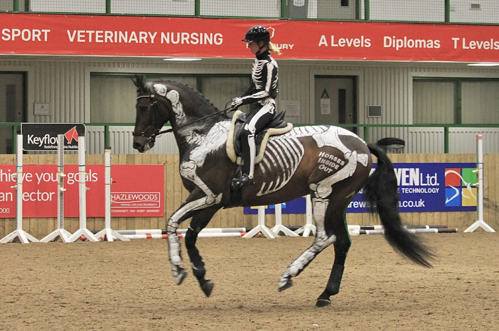 horse jumping 1